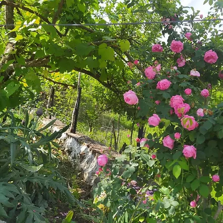 Spring Village