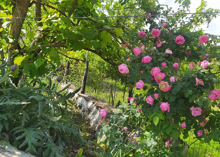 Spring Village