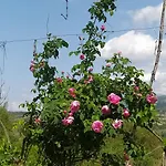Apartman Spring Village *