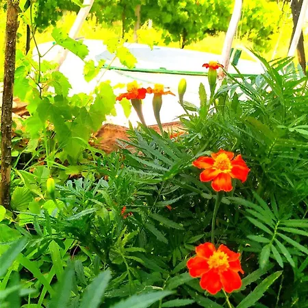 Spring Village 公寓
