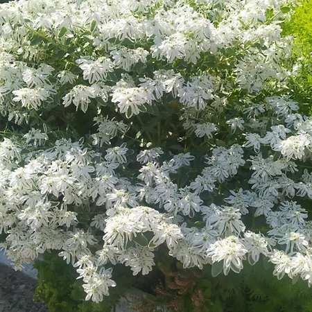 公寓 Spring Village