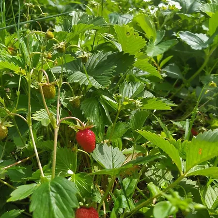 Spring Village شقة Përmet