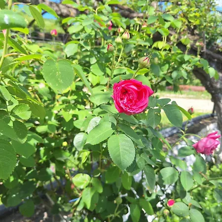 Spring Village شقة