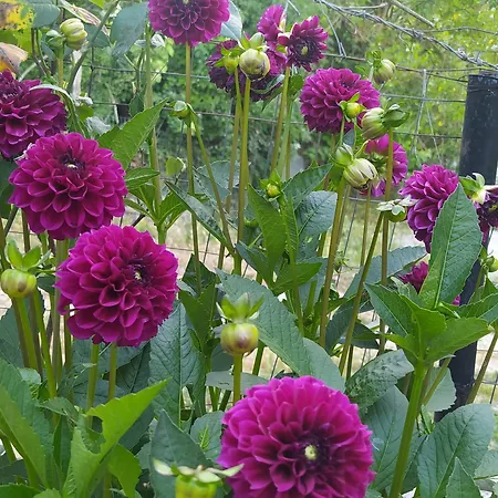 Spring Village Përmet